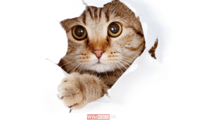 why-my-cat-poop-green