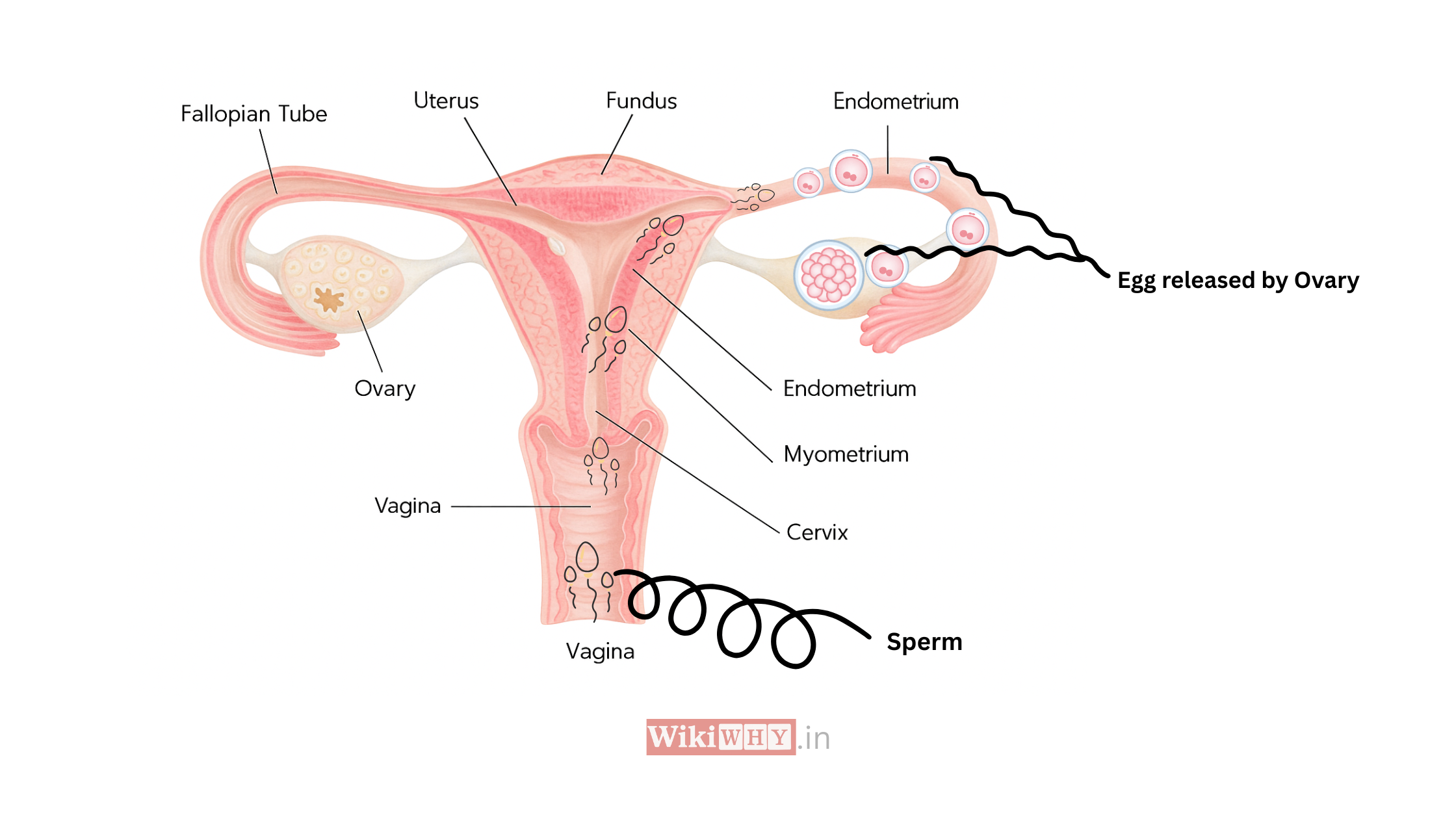 Reproductive System Diagram
