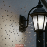 Flying Termites: Why They Suddenly Appear & How to Prevent Them